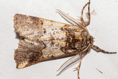 Declana junctilinea