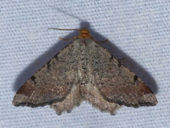 Macaria bicolorata