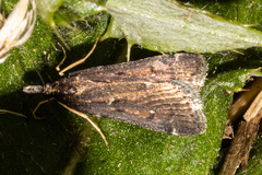 Eudonia oculata
