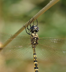 Hemicordulia intermedia