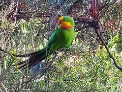 Polytelis swainsonii