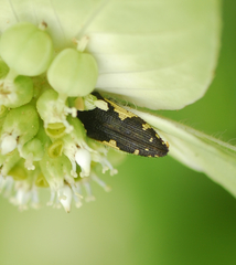 Acmaeodera
