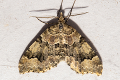 Helastia cryptica
