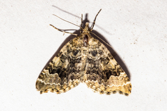 Helastia cryptica