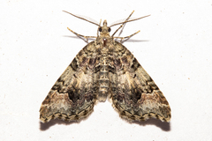 Helastia cryptica
