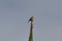 Serinus canaria canaria