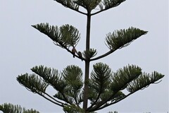 Falco tinnunculus canariensis