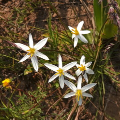 Pauridia serrata albiflora