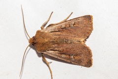 Ichneutica atristriga