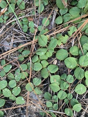 Tephrosia chrysophylla