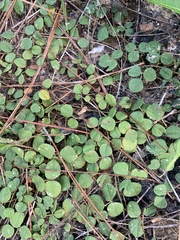 Tephrosia chrysophylla