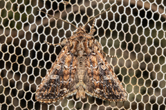 Ichneutica lithias