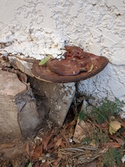 Ganoderma lucidum