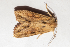 Ichneutica mollis