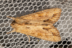 Ichneutica mollis