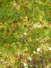 Adenochilus gracilis