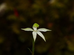Adenochilus gracilis