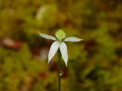 Adenochilus gracilis