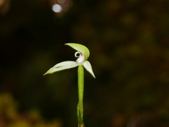 Adenochilus gracilis