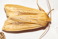 Ichneutica semivittata