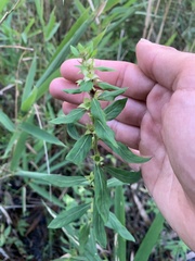 Ludwigia pilosa