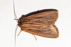 Ichneutica steropastis