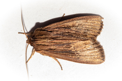Ichneutica steropastis