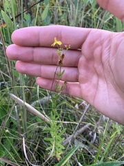 Hypericum brachyphyllum