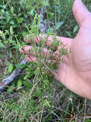 Hypericum brachyphyllum