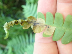 Chirosia filicis