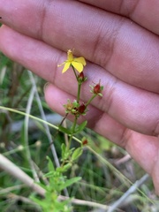 Hypericum brachyphyllum