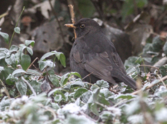 Turdus merula