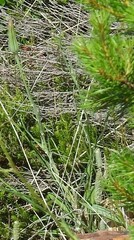 Tragopogon porrifolius