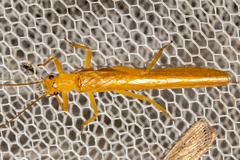 Stenoperla prasina
