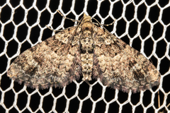 Pasiphila bilineolata