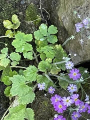 Primulaceae