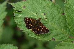 Butleria