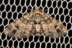 Pasiphila bilineolata