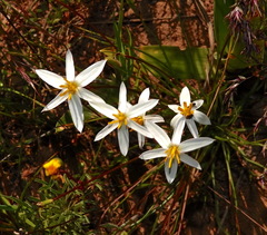 Pauridia serrata albiflora