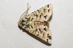 Meterana exquisita