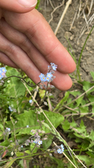 Myosotis arvensis