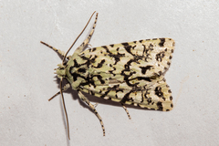 Meterana exquisita