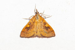 Mnesictena flavidalis