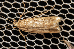 Scopariinae