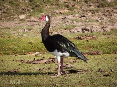 Plectropterus gambensis