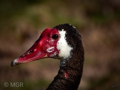 Plectropterus gambensis