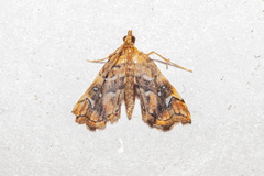 Musotima nitidalis