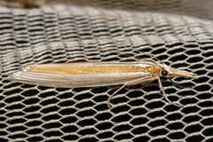 Orocrambus angustipennis