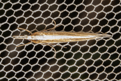 Orocrambus angustipennis