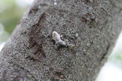 Chileulia stalactitis